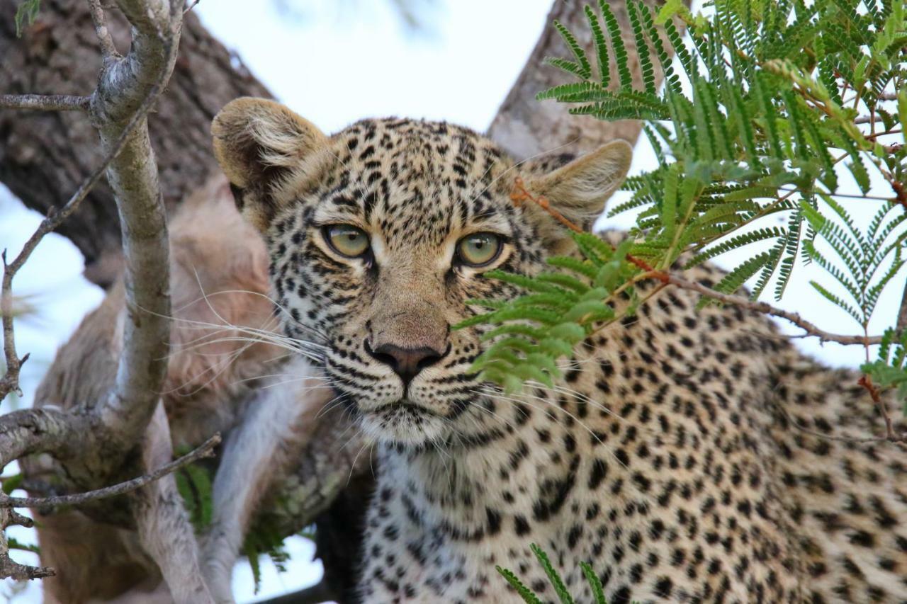 Parsons Hilltop Safari Camp Balule Game Reserve Exterior foto